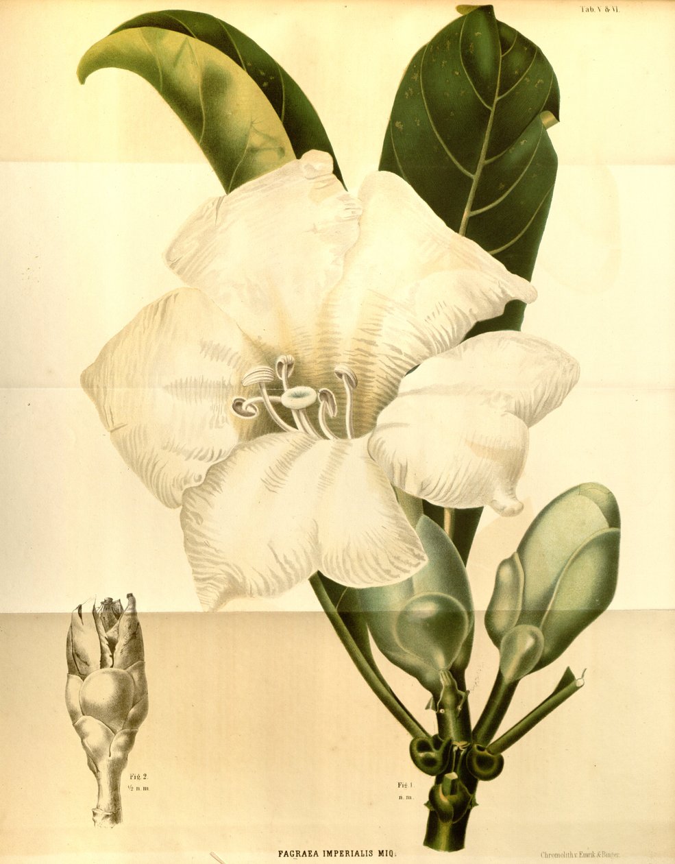 Fagraea Imperialis by Annales Musei botanici lugduno batavi