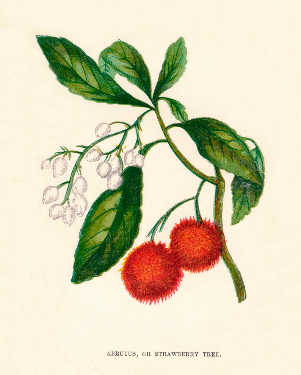 Arbutus veya Çilek Ağacı, c1891, 1891 by Anne Pratt