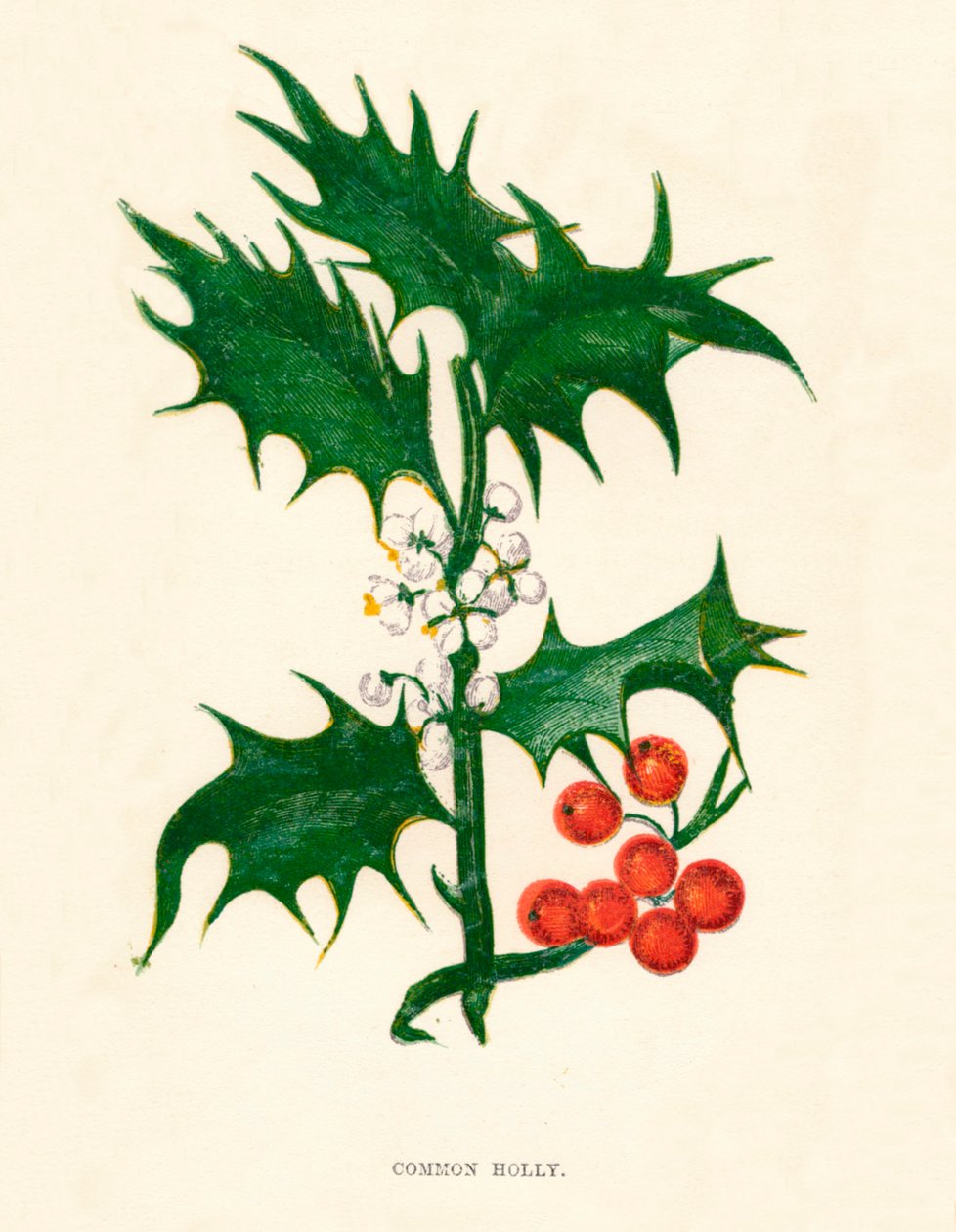 Ortak Holly, c1891, 1891 by Anne Pratt
