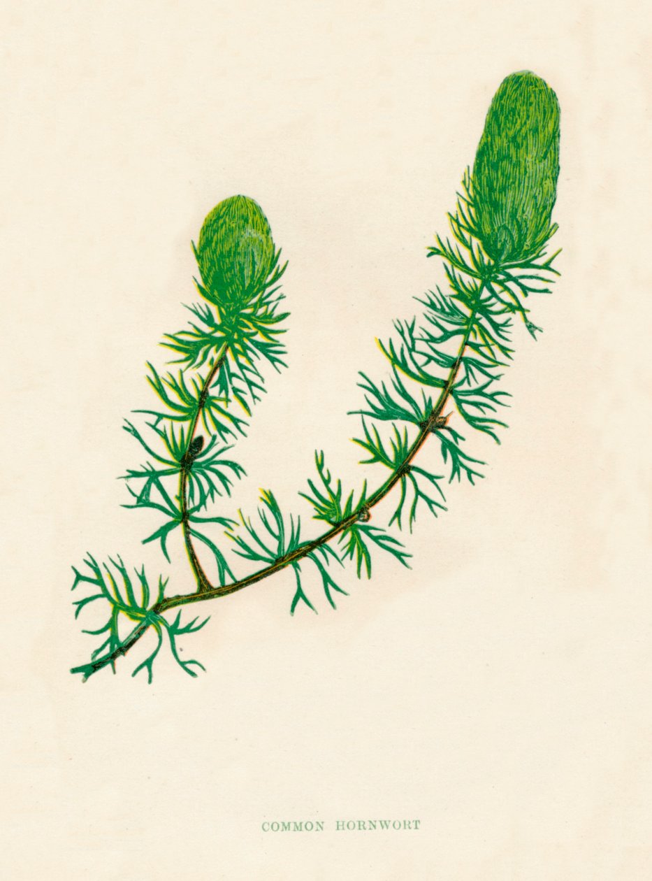 Adi Boynuzotu, c1891, 1891 by Anne Pratt