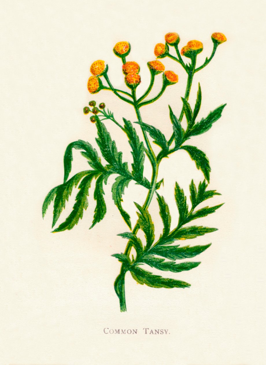 Ortak Tansy, c1891, 1891 by Anne Pratt