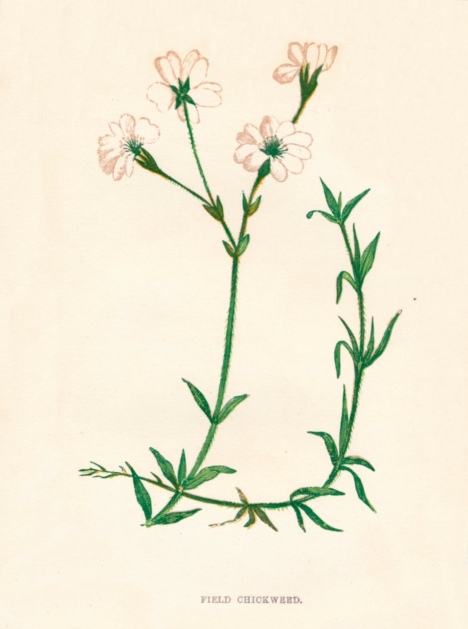 Tarla Chickweed, c1891, 1891 by Anne Pratt