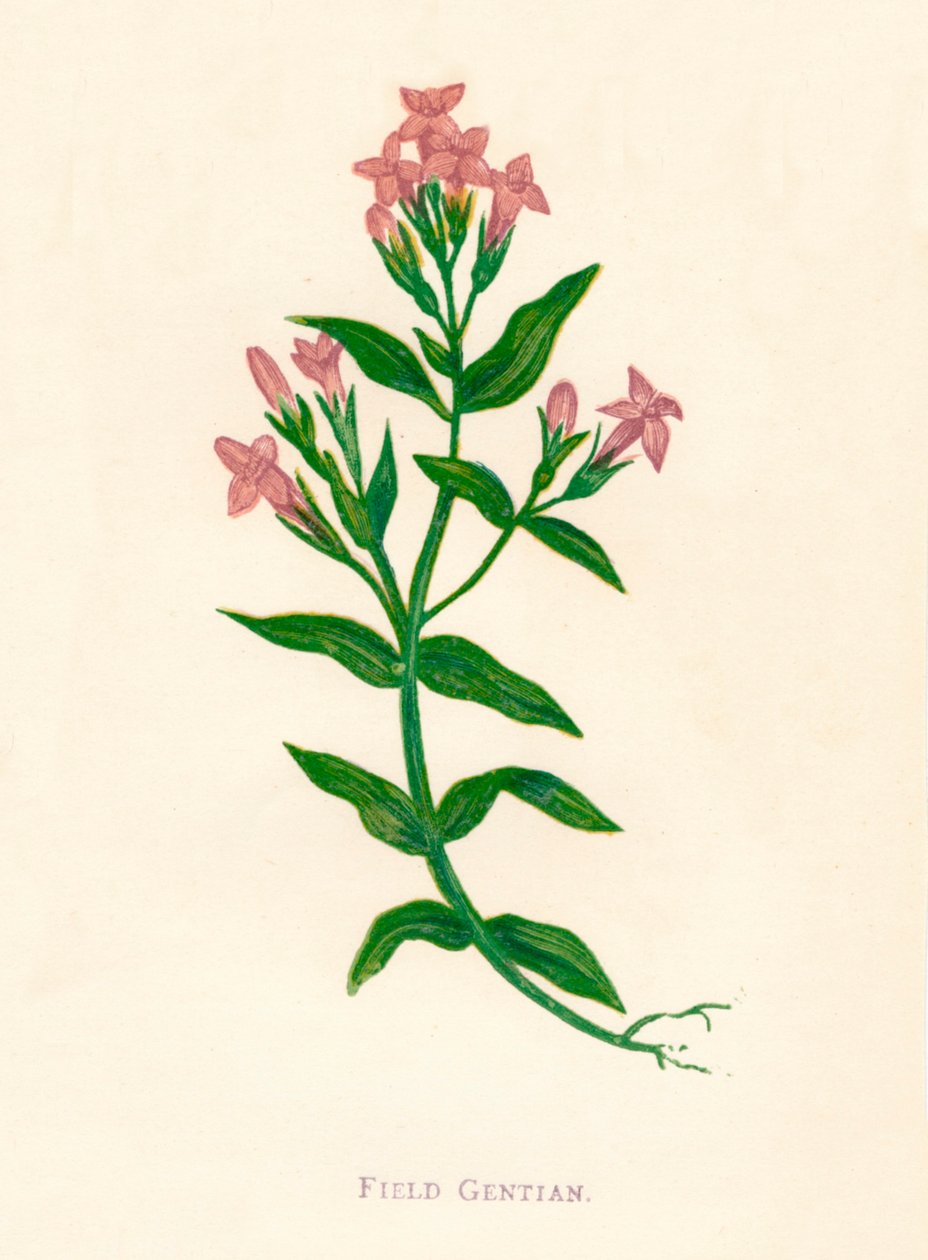 Tarla Gentian, c1891, 1891 by Anne Pratt