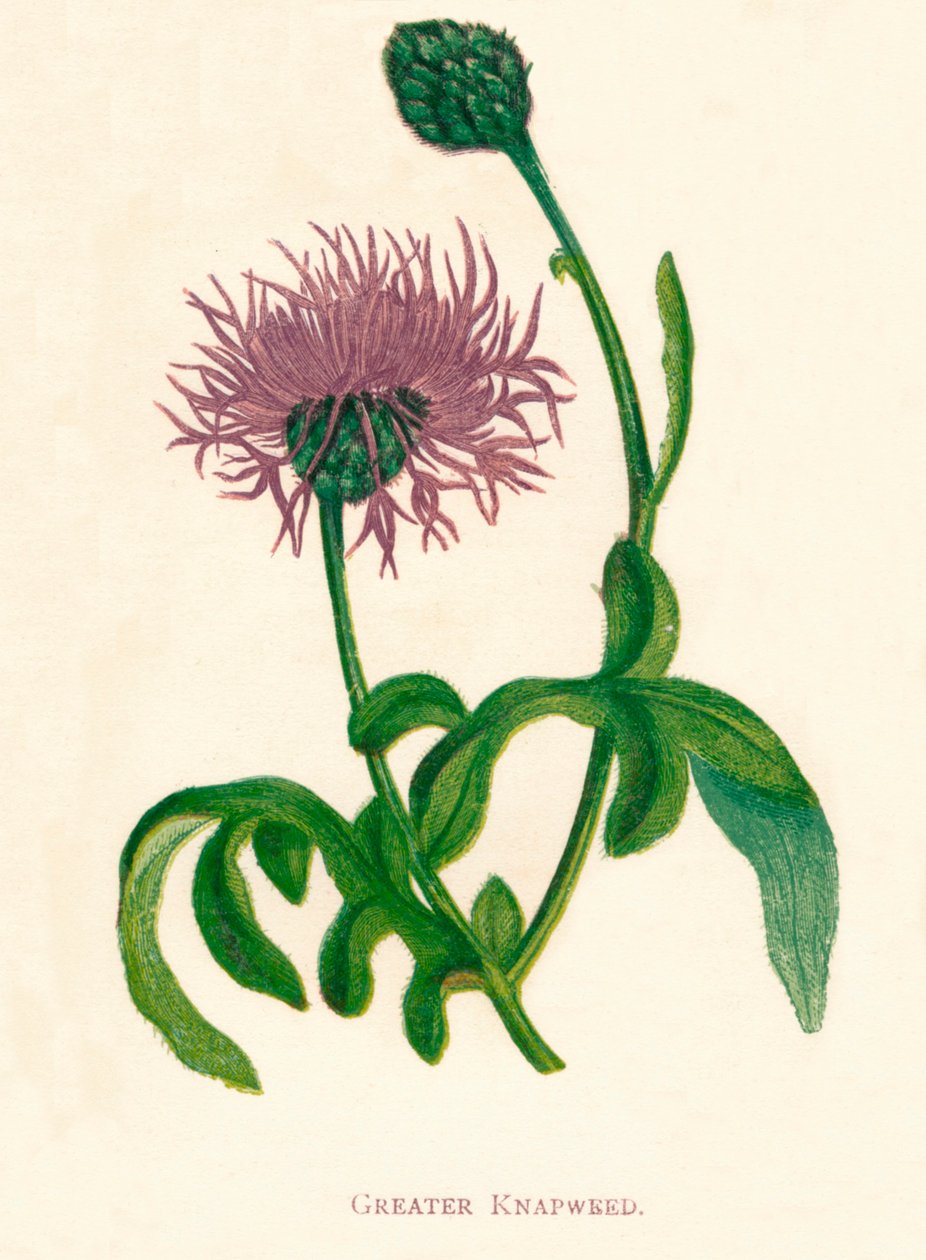Büyük Knapweed, c1891, 1891 by Anne Pratt