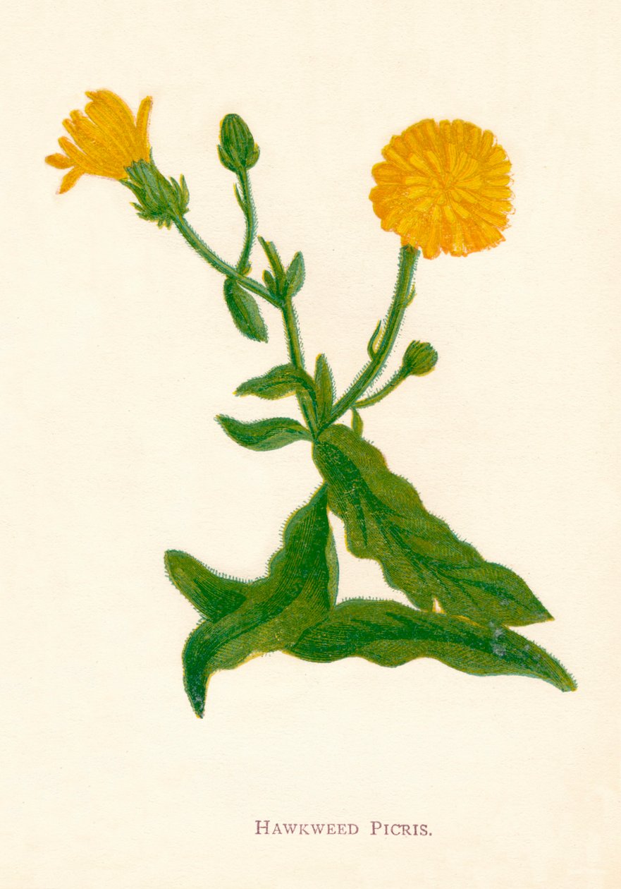 Hawkweed Picris, c1891, 1891 by Anne Pratt