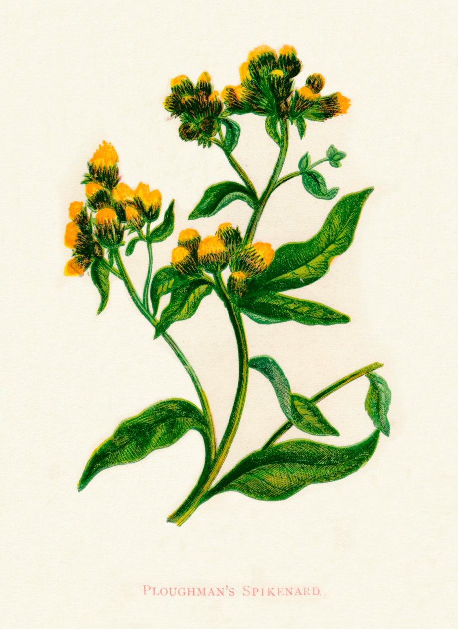Ploughmans Spikenard, c1891, 1891 by Anne Pratt