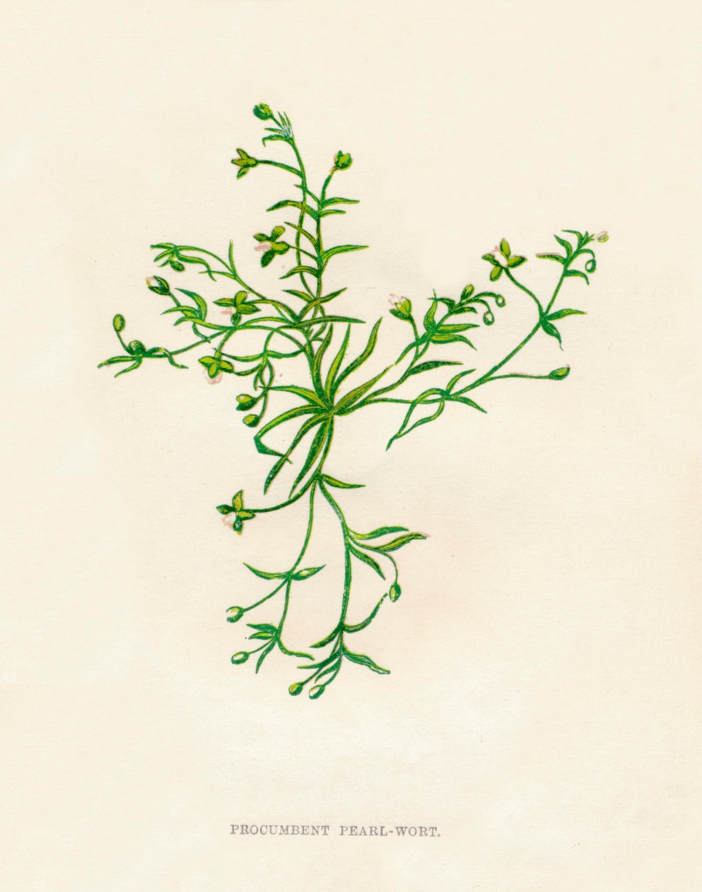 Procumbent İnci-Wort, c1891, 1891 by Anne Pratt