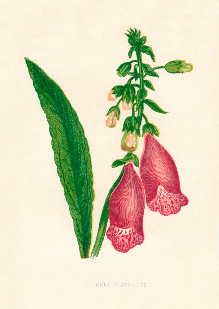 Mor Yüksükotu, c1891, 1891. by Anne Pratt