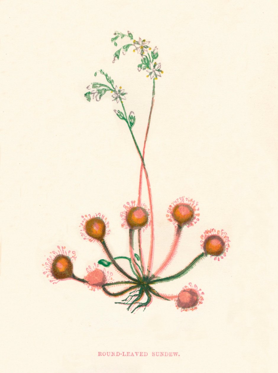 Yuvarlak Yapraklı Sundew, c1891, 1891 by Anne Pratt