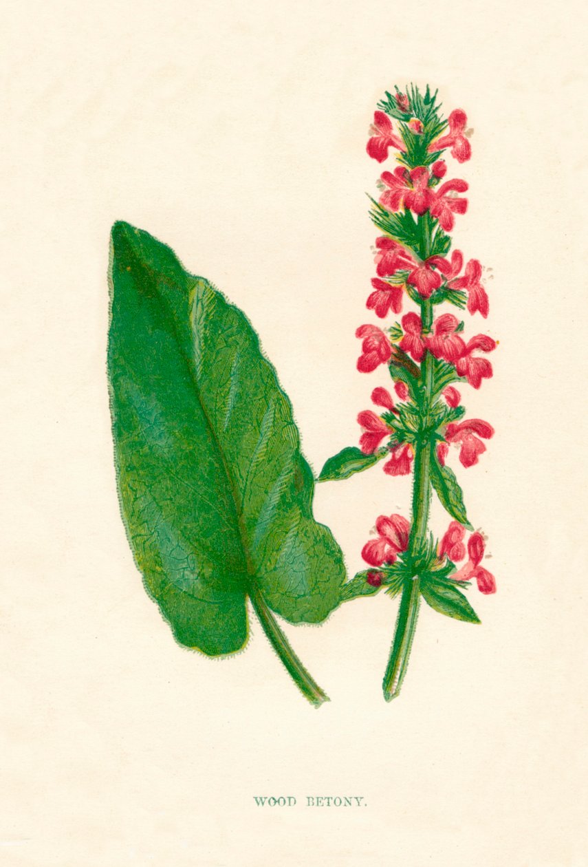 Ahşap Betony, c1891, 1891 by Anne Pratt