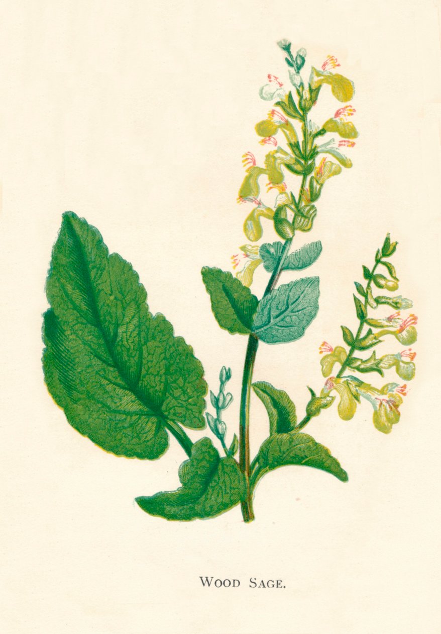 Ağaç Adaçayı, c1891, 1891 by Anne Pratt