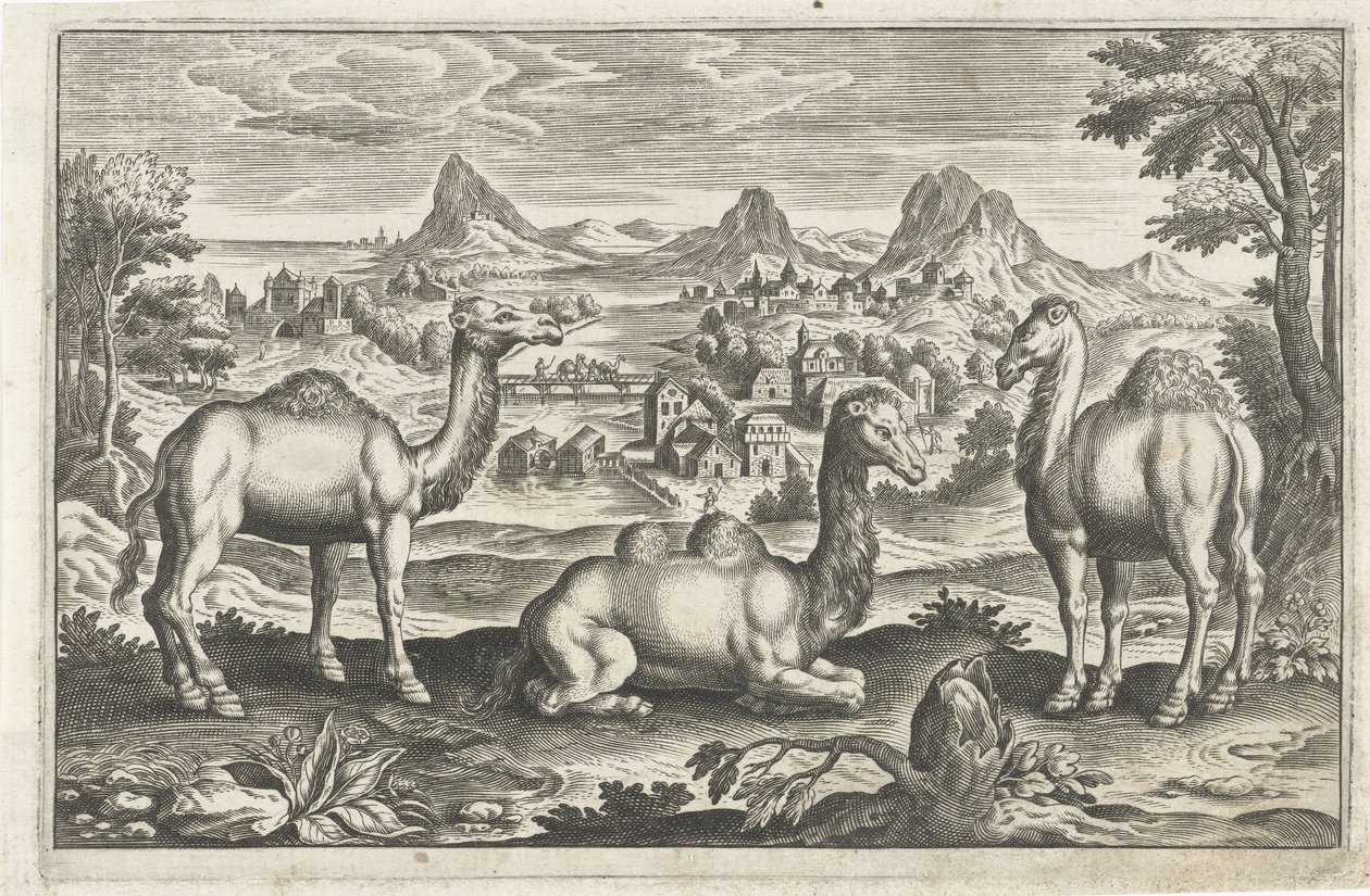 Dromedaries ve bir deve Dört ayaklı hayvanlar (dizi adı) Animalivm Qvaddrvpedvm (dizi başlığı) by Anonymous
