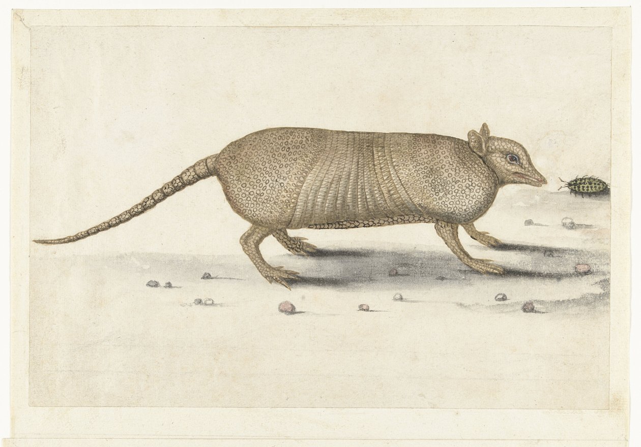 Armadillo Lombard albümü (seri başlığı) by Anonymous
