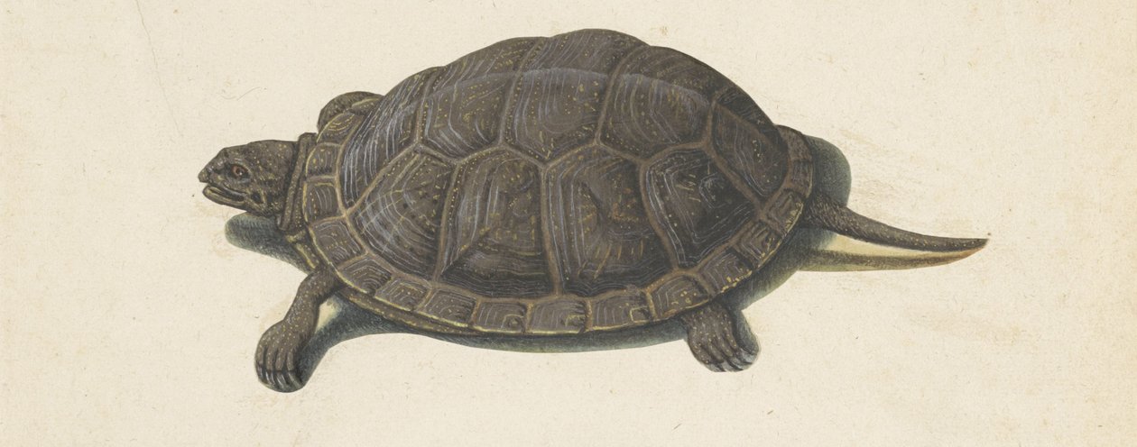 Terrapin Lombard albümü (seri başlığı) by Anonymous