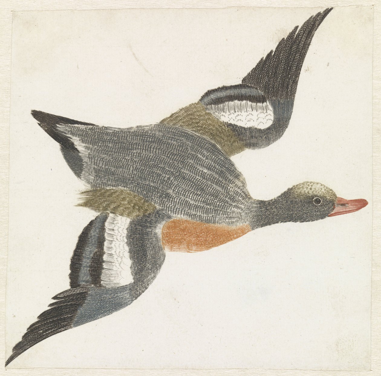 Sağa uçan Widgeon by Anonymous