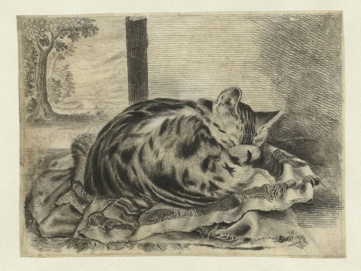 uyuyan kedi by Anonymous