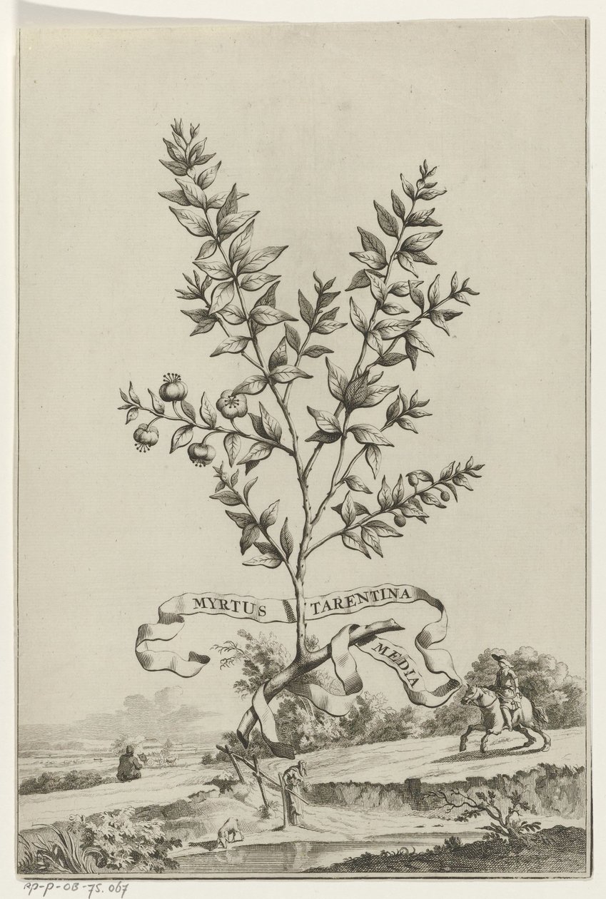 Tarentumlu Tak Myrtle Tarentum Myrtus (nesne üzerindeki başlık) by Anonymous