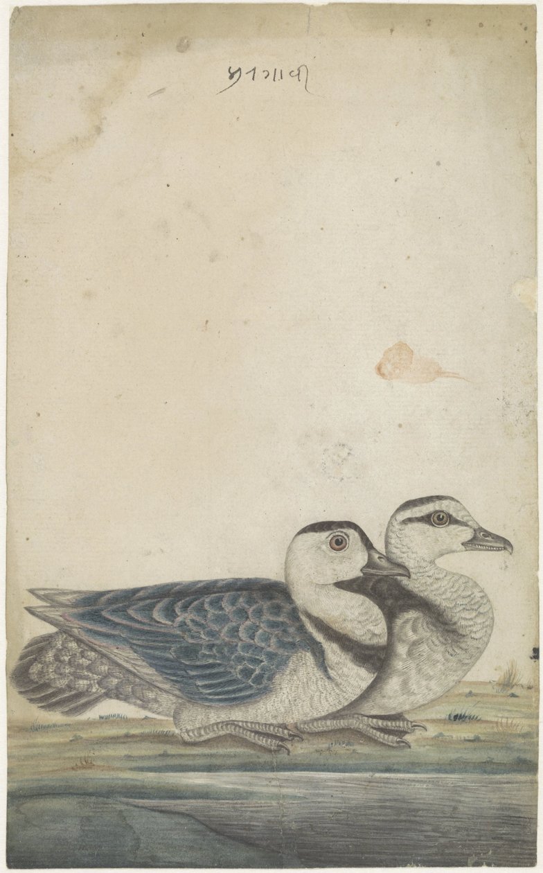 iki ördek by Anonymous