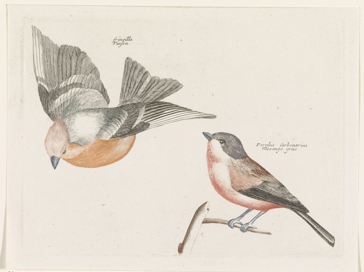 Finch ve gri yan baştankara by Anonymous
