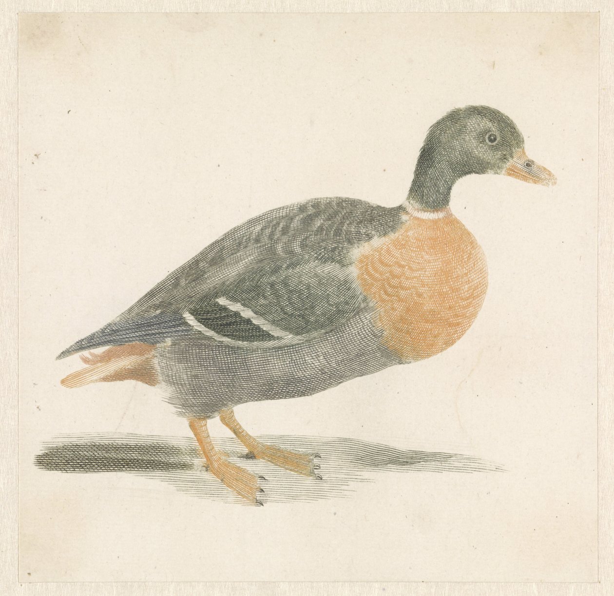 Sağdaki yeşilbaş by Anonymous
