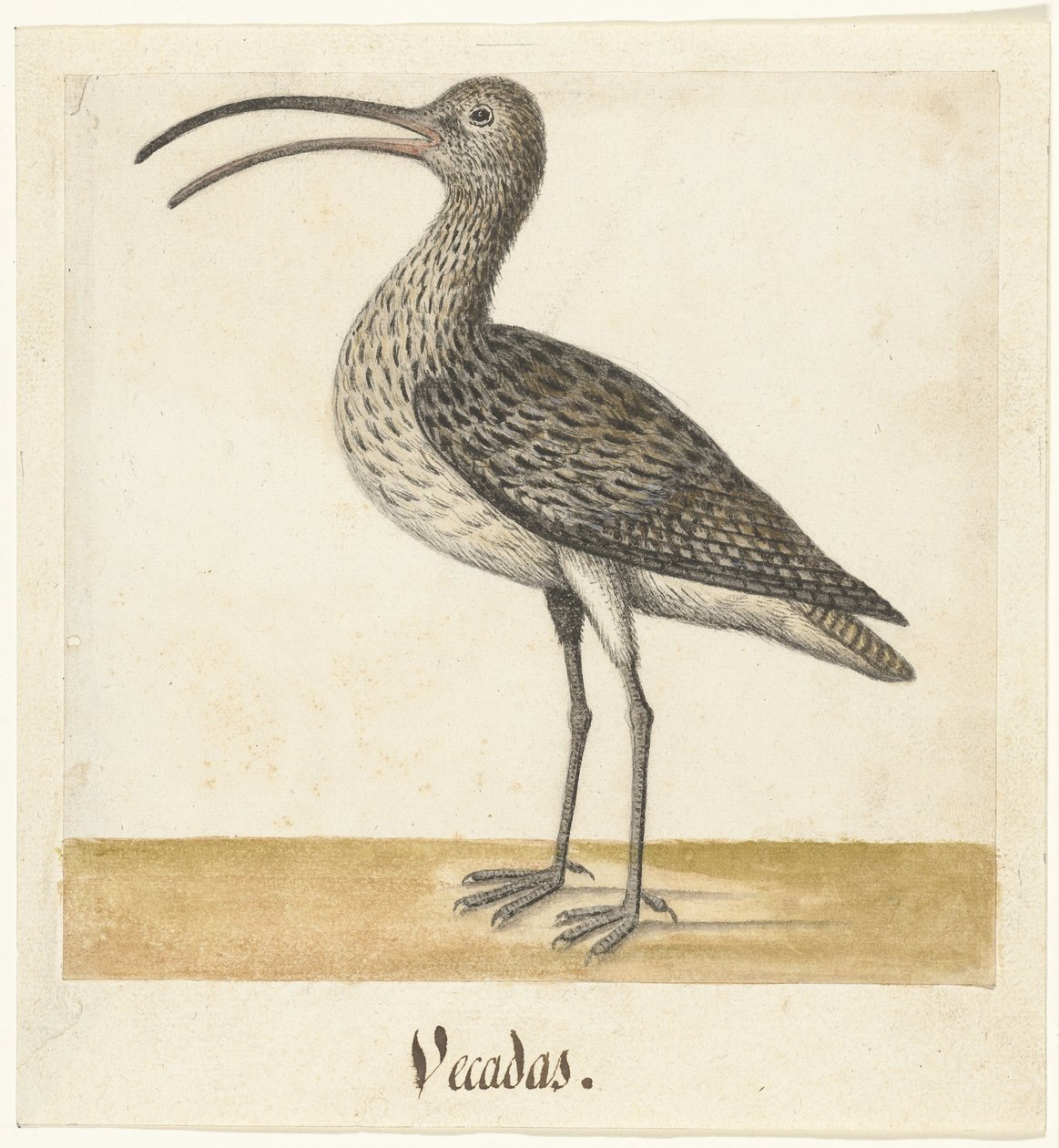 Curlew Vecadas (nesne üzerindeki başlık) Lombard albümü (seri başlığı) by Anonymous
