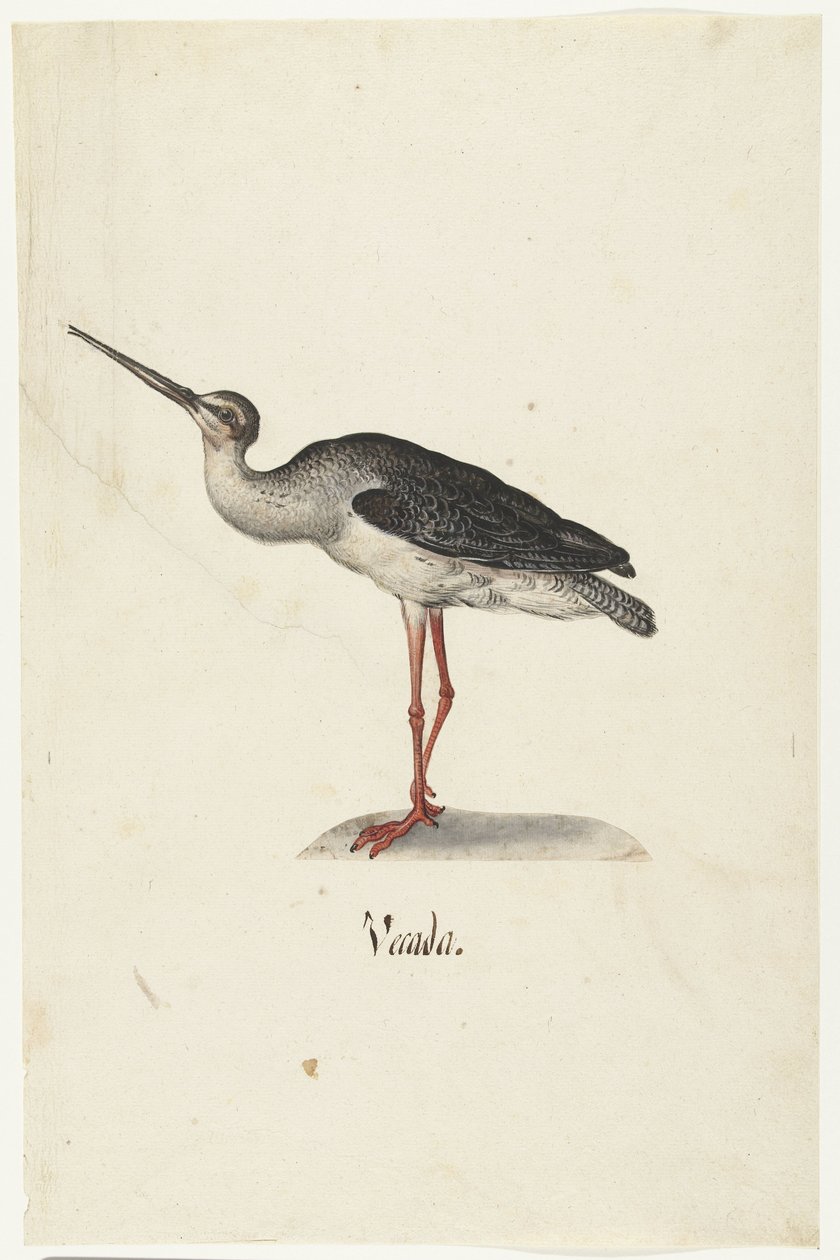 Zwarte Ruiter Vecada (nesne üzerindeki başlık) Lombard albümü (seri başlığı) by Anonymous