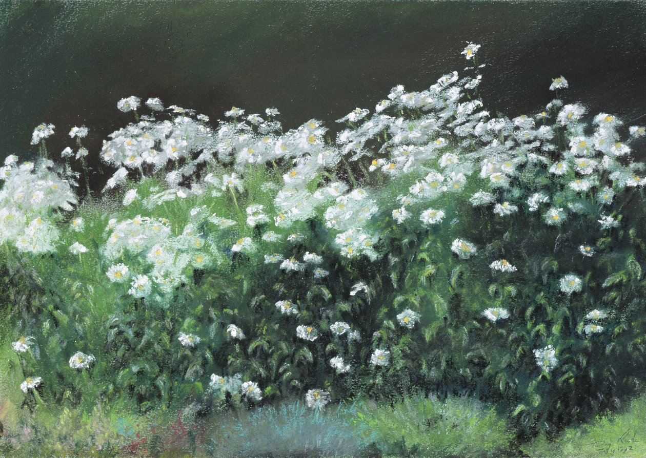 Shasta Papatyaları, 1992 by Anthony Rule