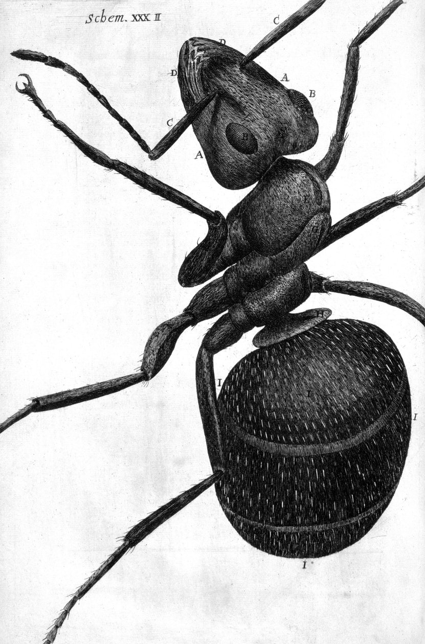 mikroskopi by Frederick (attr. to) Barnard
