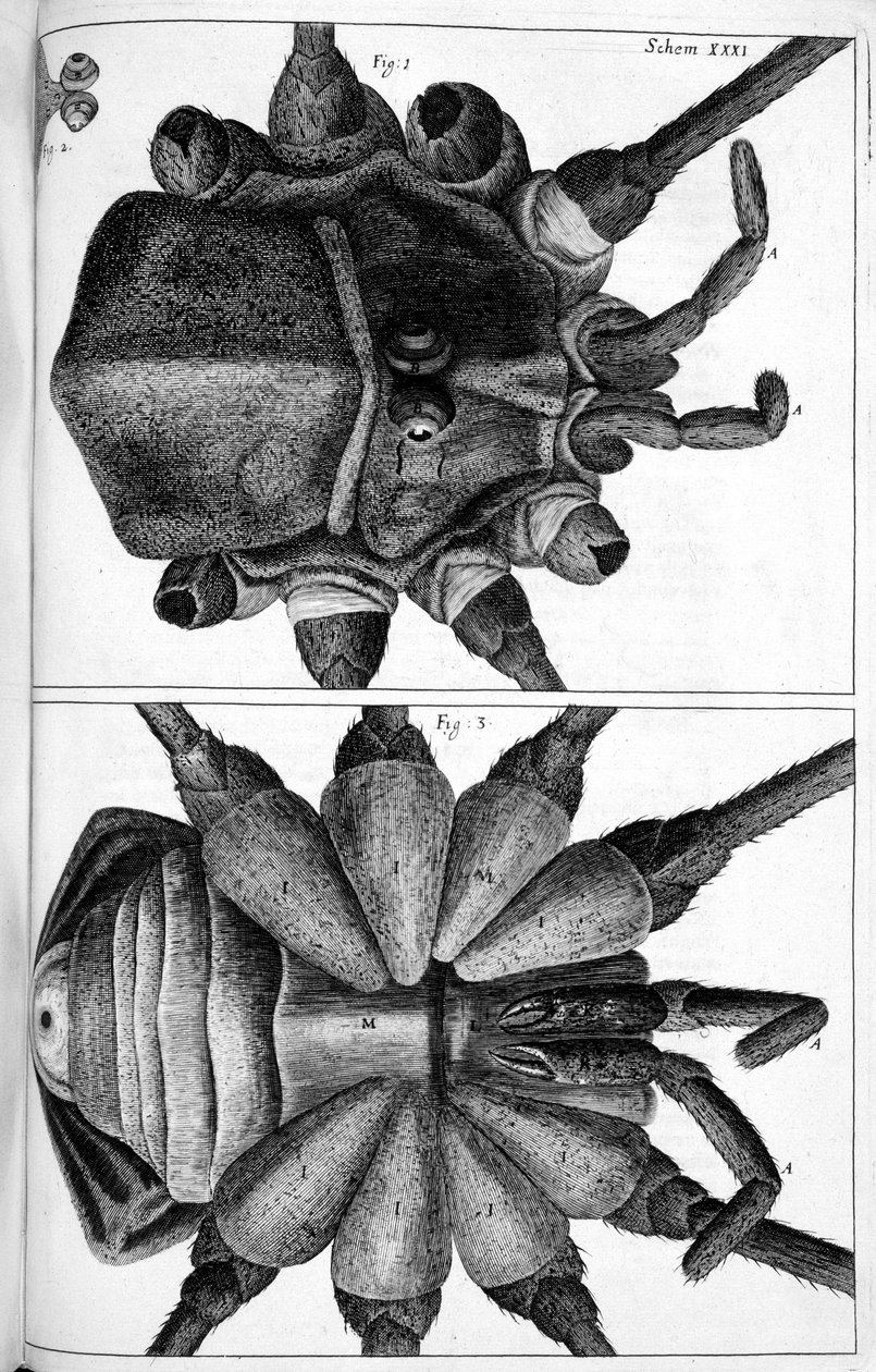 mikroskopi by Frederick (attr. to) Barnard