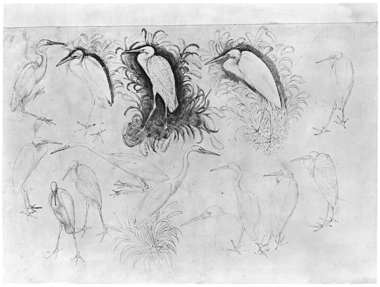 Vallardi Albümünden on dört ak balıkçıl (kağıt üzerinde kalem, mürekkep ve tuvalet) by Antonio Pisanello