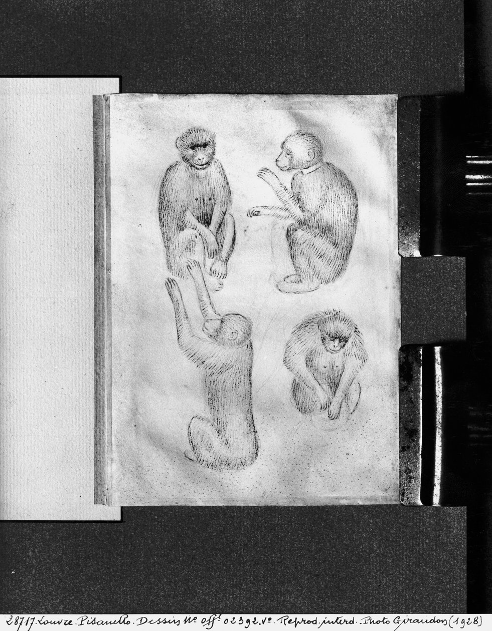 Vallardi Albümünden Maymunlar by Antonio Pisanello