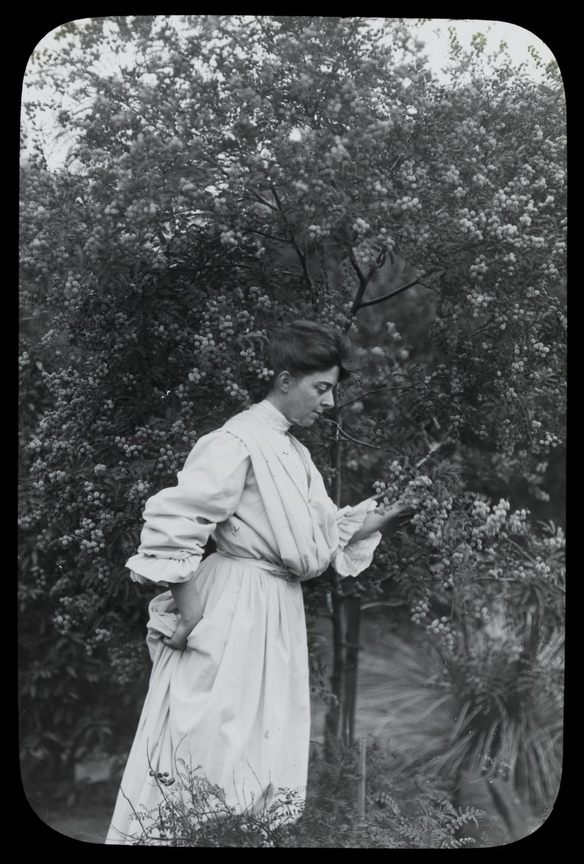 Wattle ile Amy Campbell by Archibald James Campbell