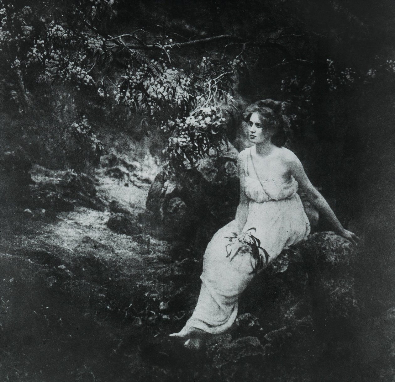 Kıyı Wattle, Akasya longifolia by Archibald James Campbell