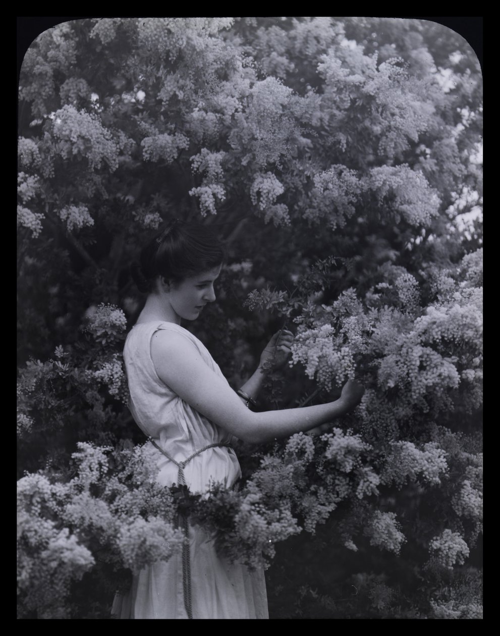 Cootamundra Wattle by Archibald James Campbell