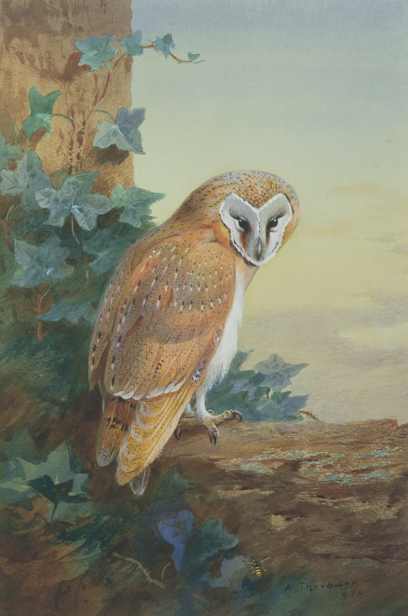 Peçeli Baykuş, 1916 (kağıt üzerine sulu boya) by Archibald Thorburn