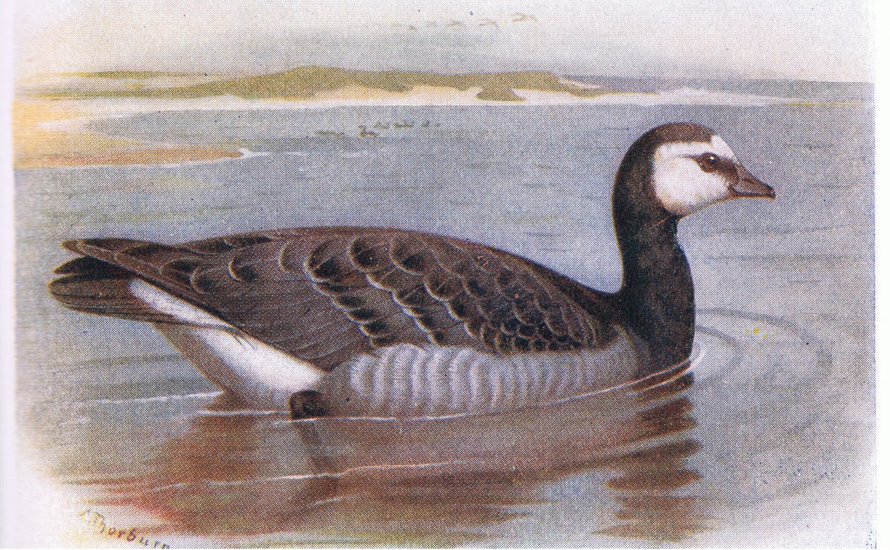 midye kaz by Archibald Thorburn