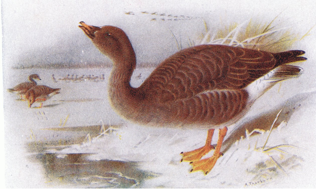 fasulye kaz by Archibald Thorburn