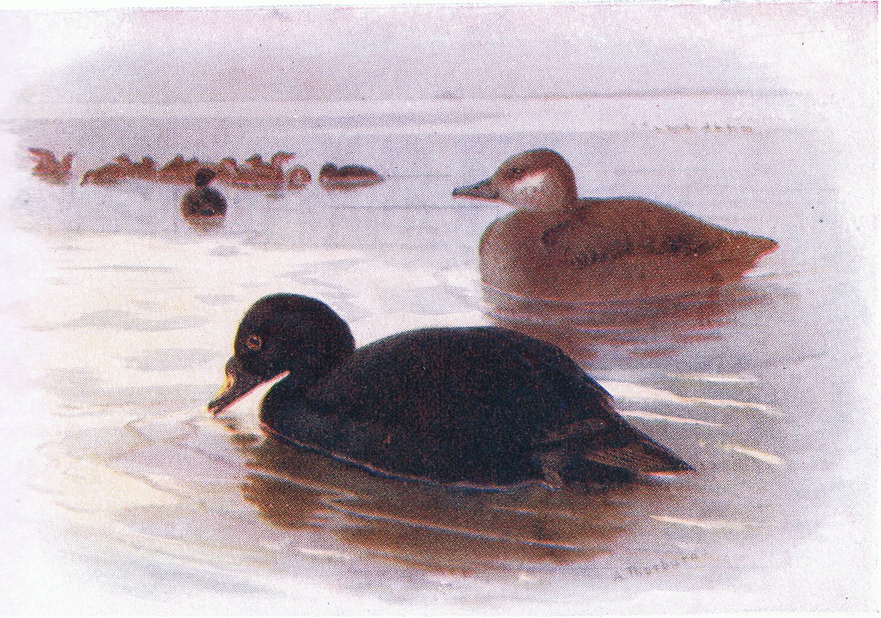 Evin Aklayıcısı, 1894 (karttaki yağlı boya) by Archibald Thorburn