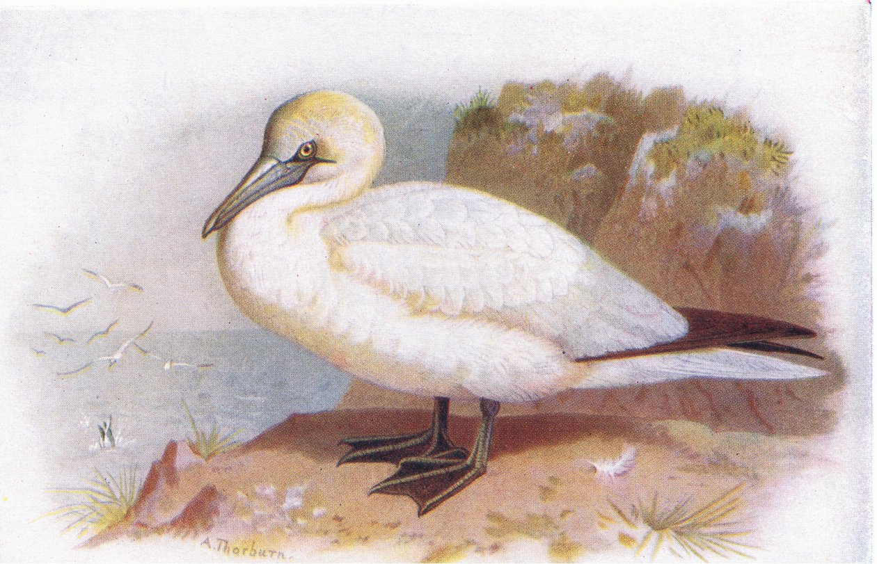 ಗ್ಯಾನೆಟ್ ಟರ್ಕ್ by Archibald Thorburn