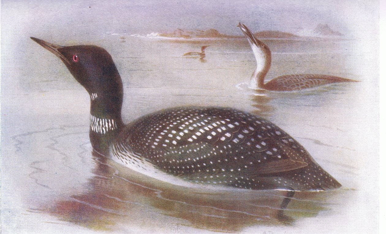 Büyük Kuzey Dalgıç by Archibald Thorburn