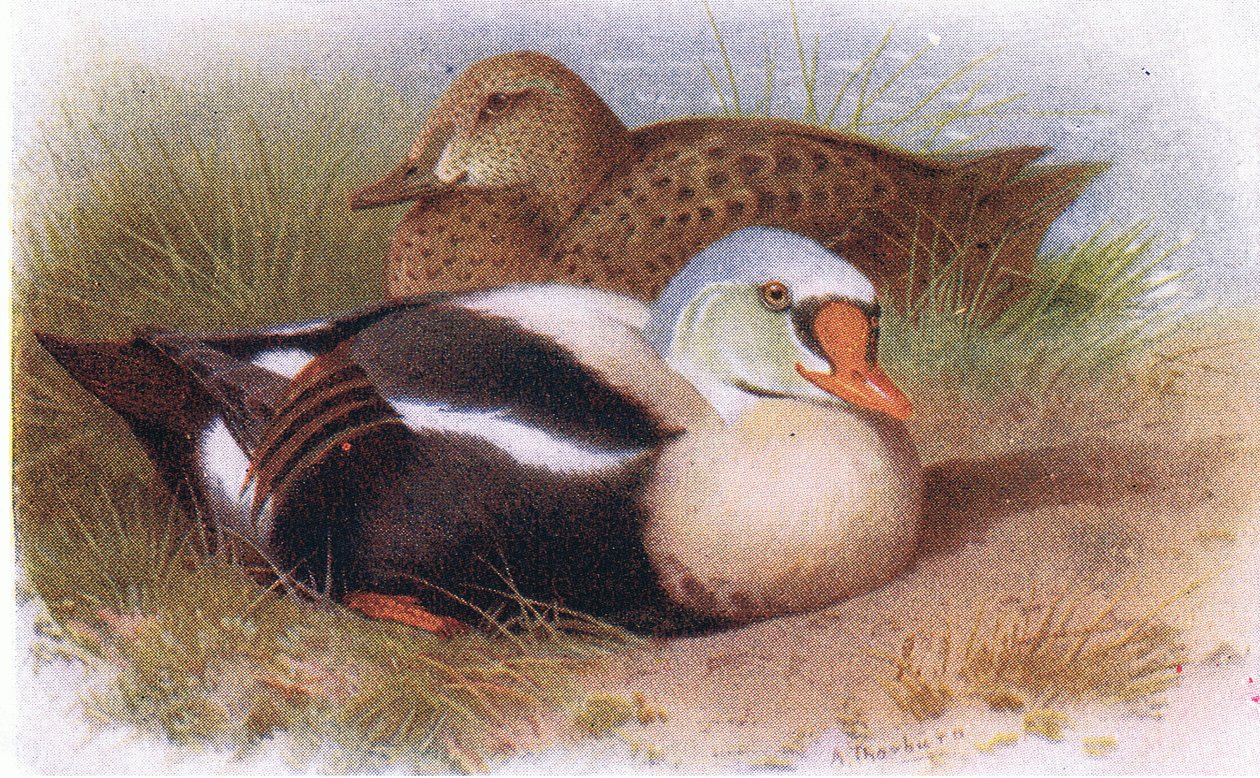 Kral Eider by Archibald Thorburn