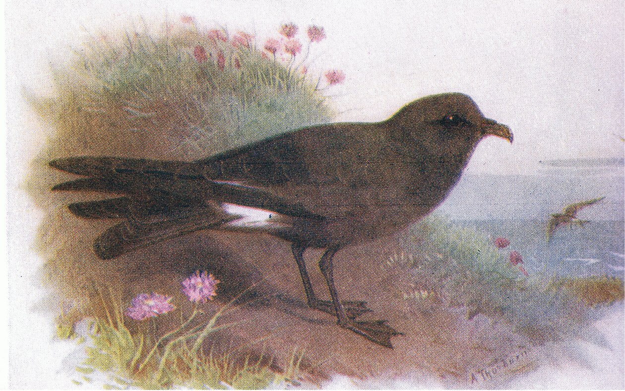 Leach