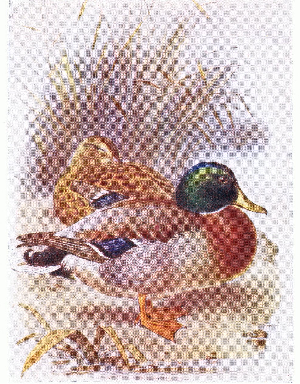 yeşilbaş by Archibald Thorburn