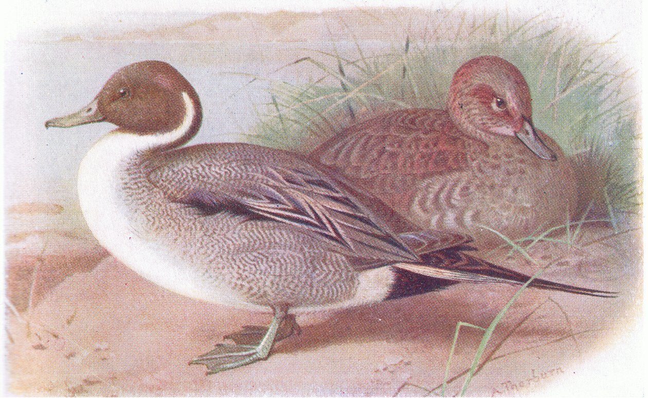 kılkuyruk by Archibald Thorburn