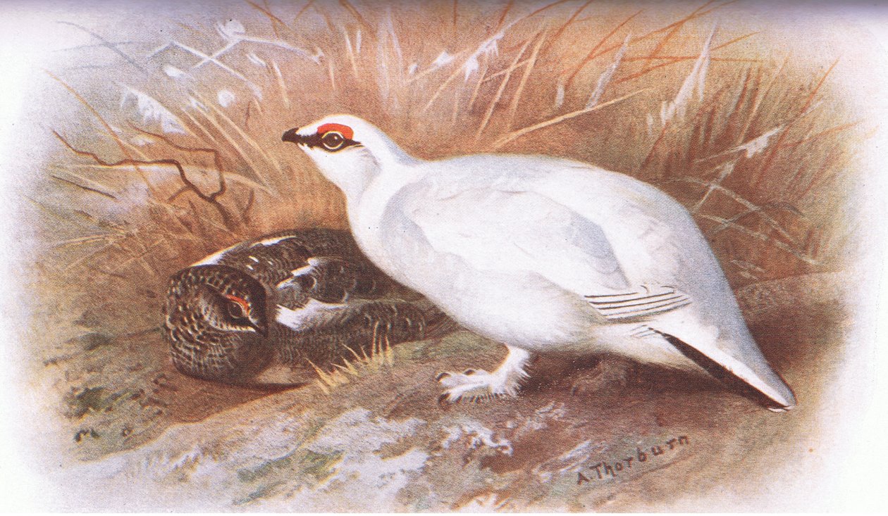 Ptarmigan, Longmans tarafından yayınlanan British Birds