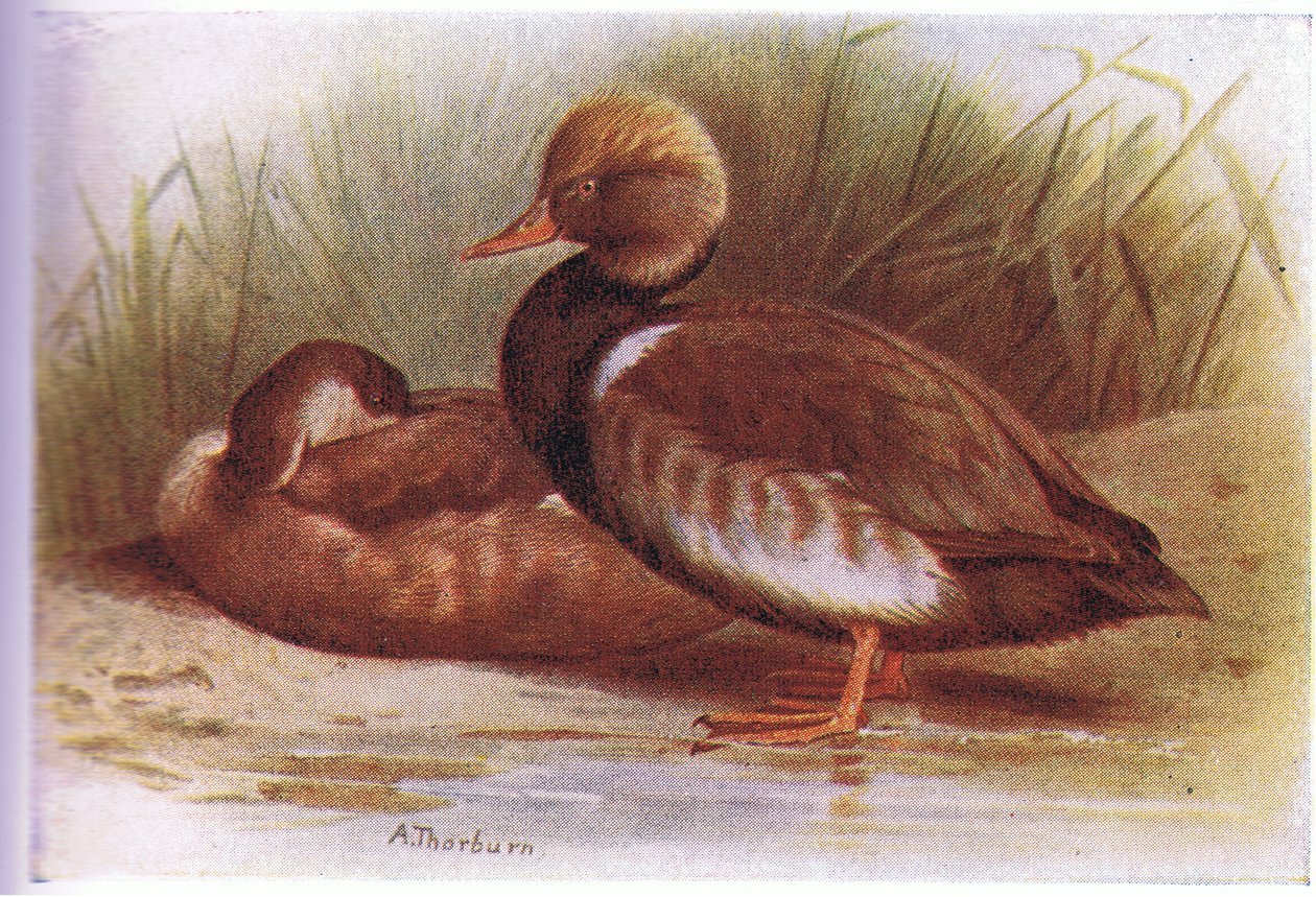Kızıl Tepeli Patlıcan by Archibald Thorburn