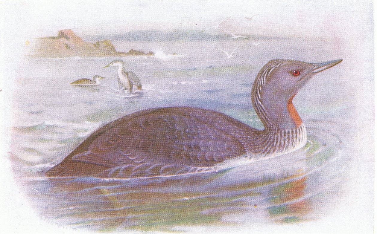 kırmızı boğazlı dalgıç by Archibald Thorburn