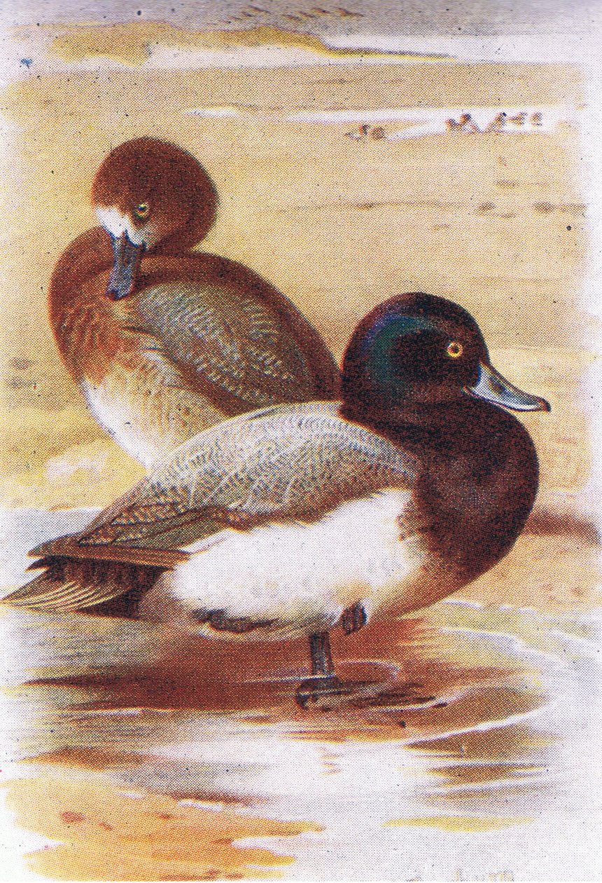 süpürme by Archibald Thorburn