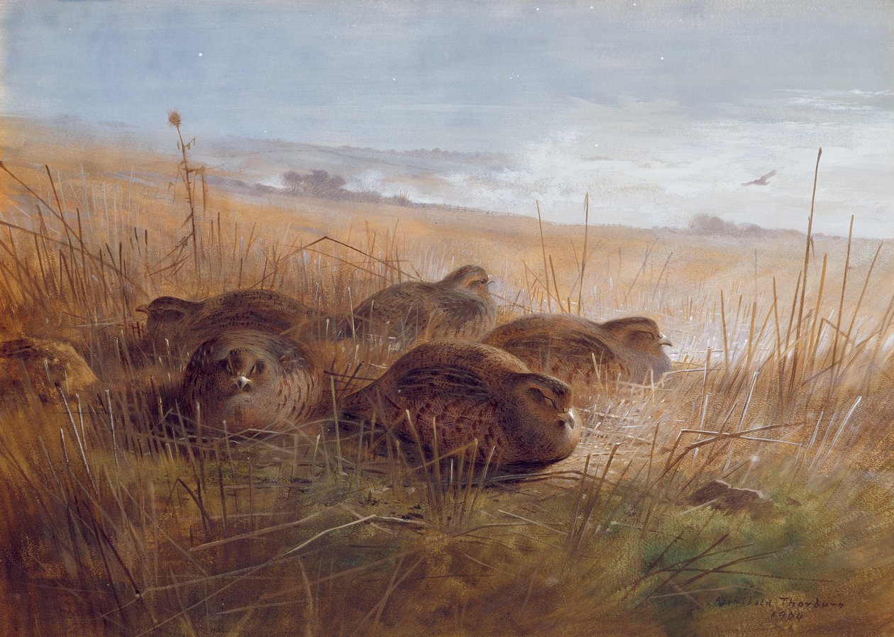 Su çulluğu, 1923 by Archibald Thorburn