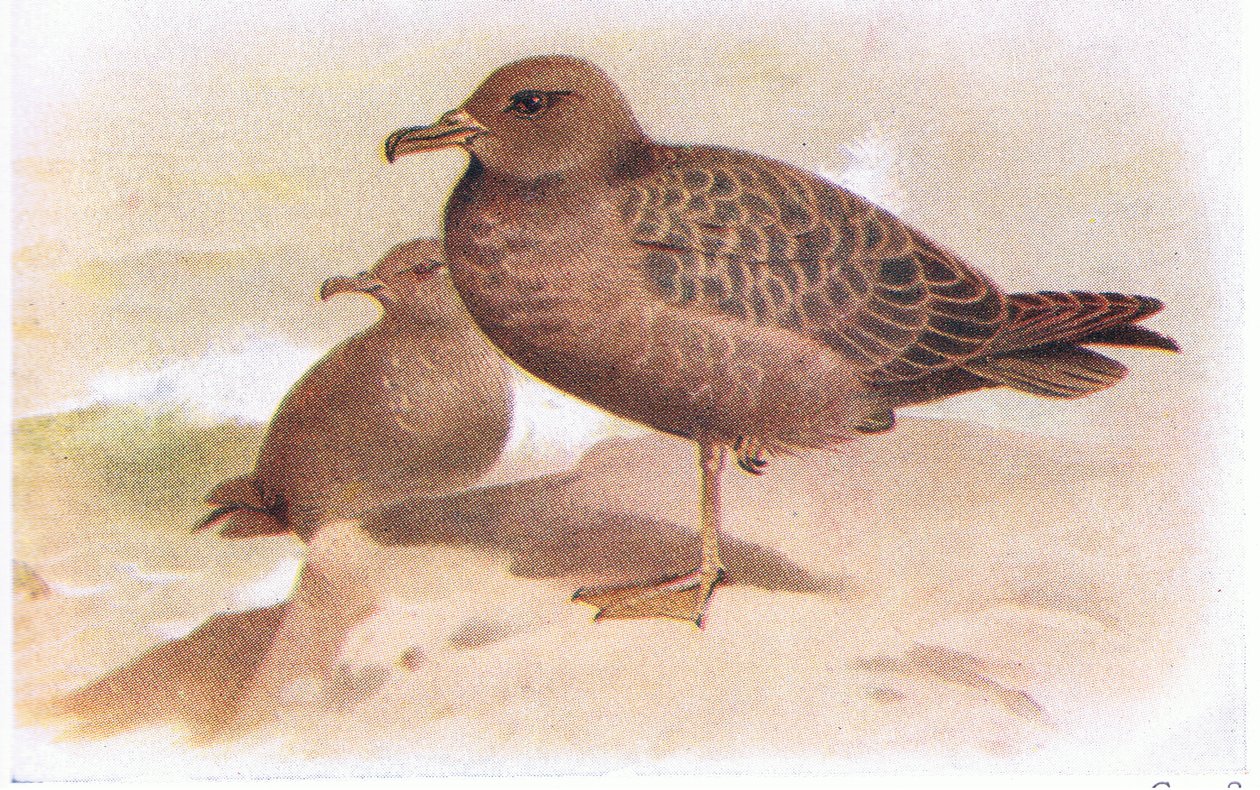isli yelkovan by Archibald Thorburn